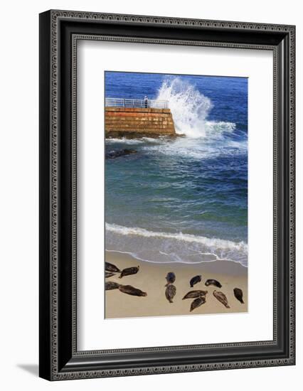 Harbor seals, La Jolla, San Diego, California, United States of America, North America-Richard Cummins-Framed Photographic Print