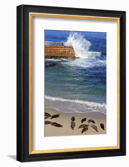 Harbor seals, La Jolla, San Diego, California, United States of America, North America-Richard Cummins-Framed Photographic Print