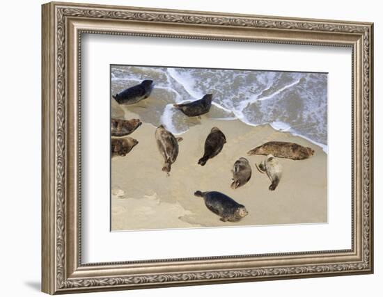 Harbor seals, La Jolla, San Diego, California, United States of America, North America-Richard Cummins-Framed Photographic Print