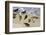 Harbor seals, La Jolla, San Diego, California, United States of America, North America-Richard Cummins-Framed Photographic Print