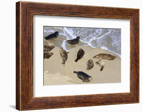 Harbor seals, La Jolla, San Diego, California, United States of America, North America-Richard Cummins-Framed Photographic Print