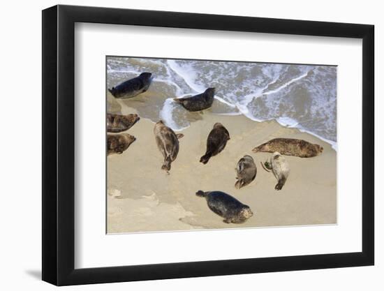 Harbor seals, La Jolla, San Diego, California, United States of America, North America-Richard Cummins-Framed Photographic Print