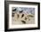 Harbor seals, La Jolla, San Diego, California, United States of America, North America-Richard Cummins-Framed Photographic Print