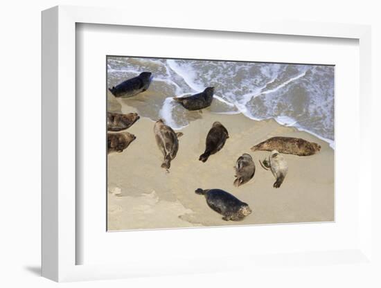Harbor seals, La Jolla, San Diego, California, United States of America, North America-Richard Cummins-Framed Photographic Print
