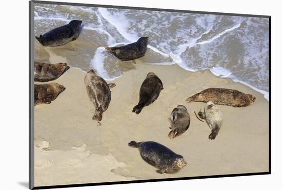 Harbor seals, La Jolla, San Diego, California, United States of America, North America-Richard Cummins-Mounted Photographic Print