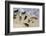 Harbor seals, La Jolla, San Diego, California, United States of America, North America-Richard Cummins-Framed Photographic Print