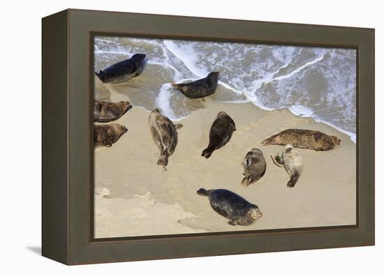 Harbor seals, La Jolla, San Diego, California, United States of America, North America-Richard Cummins-Framed Premier Image Canvas