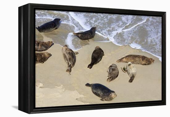 Harbor seals, La Jolla, San Diego, California, United States of America, North America-Richard Cummins-Framed Premier Image Canvas