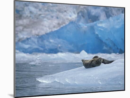 Harbor Seals on Iceberg of South Sawyer Glacier, Tracy Arm, Alaska, USA-Paul Souders-Mounted Photographic Print