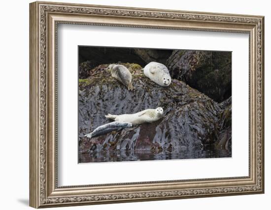 Harbor Seals Resting at Low Tide-Ken Archer-Framed Photographic Print