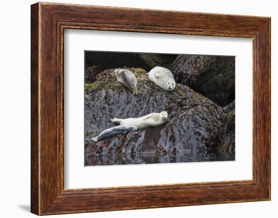 Harbor Seals Resting at Low Tide-Ken Archer-Framed Photographic Print