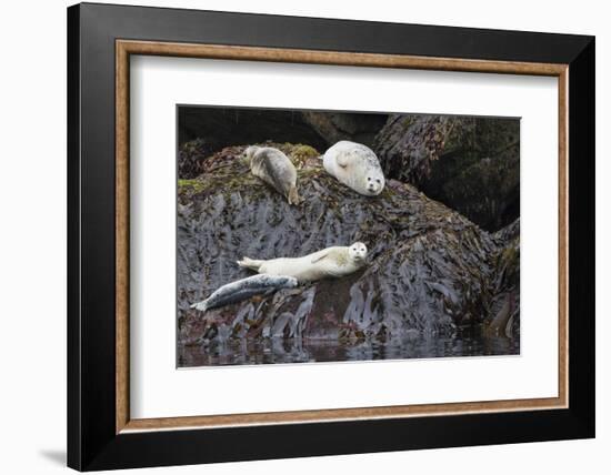 Harbor Seals Resting at Low Tide-Ken Archer-Framed Photographic Print