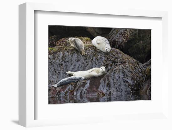 Harbor Seals Resting at Low Tide-Ken Archer-Framed Photographic Print