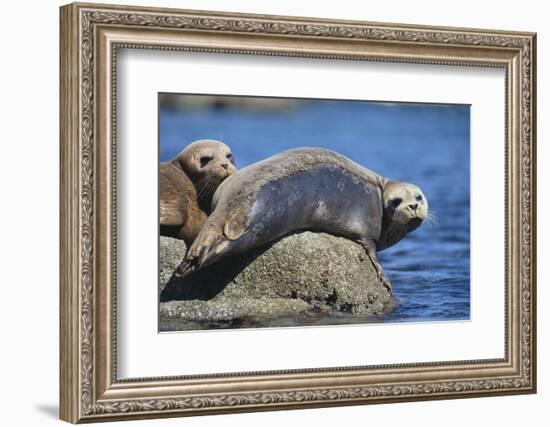 Harbor Seals with Molting Fur-DLILLC-Framed Photographic Print