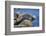 Harbor Seals with Molting Fur-DLILLC-Framed Photographic Print