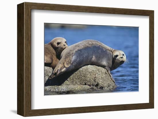 Harbor Seals with Molting Fur-DLILLC-Framed Photographic Print