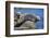 Harbor Seals with Molting Fur-DLILLC-Framed Photographic Print