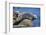 Harbor Seals with Molting Fur-DLILLC-Framed Photographic Print