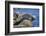 Harbor Seals with Molting Fur-DLILLC-Framed Photographic Print