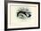 Harbour Porpoise, 1863-79-Raimundo Petraroja-Framed Giclee Print