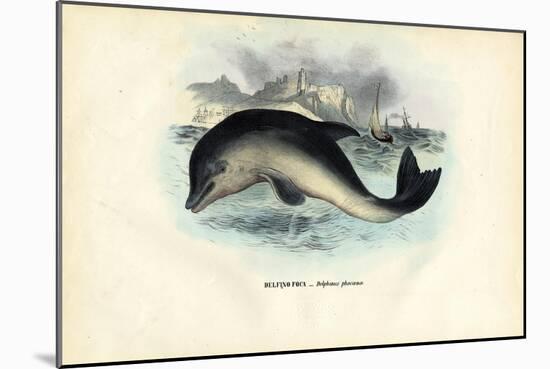 Harbour Porpoise, 1863-79-Raimundo Petraroja-Mounted Giclee Print