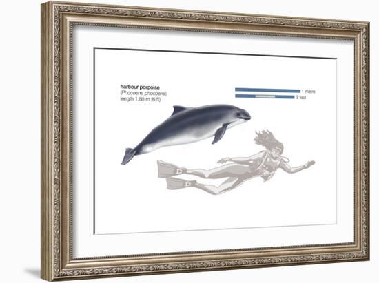 Harbour Porpoise (Phocoena Phocoena), Mammals-Encyclopaedia Britannica-Framed Art Print