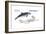 Harbour Porpoise (Phocoena Phocoena), Mammals-Encyclopaedia Britannica-Framed Art Print