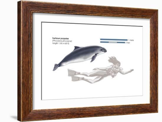 Harbour Porpoise (Phocoena Phocoena), Mammals-Encyclopaedia Britannica-Framed Art Print