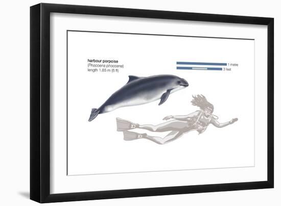 Harbour Porpoise (Phocoena Phocoena), Mammals-Encyclopaedia Britannica-Framed Art Print