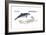 Harbour Porpoise (Phocoena Phocoena), Mammals-Encyclopaedia Britannica-Framed Art Print