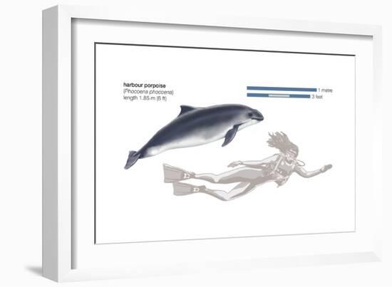 Harbour Porpoise (Phocoena Phocoena), Mammals-Encyclopaedia Britannica-Framed Art Print