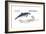 Harbour Porpoise (Phocoena Phocoena), Mammals-Encyclopaedia Britannica-Framed Art Print