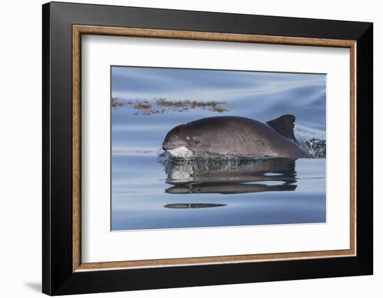 Harbour porpoise surfacing, New Brunswick, Canada-Mark Carwardine-Framed Photographic Print