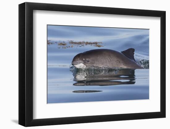 Harbour porpoise surfacing, New Brunswick, Canada-Mark Carwardine-Framed Photographic Print