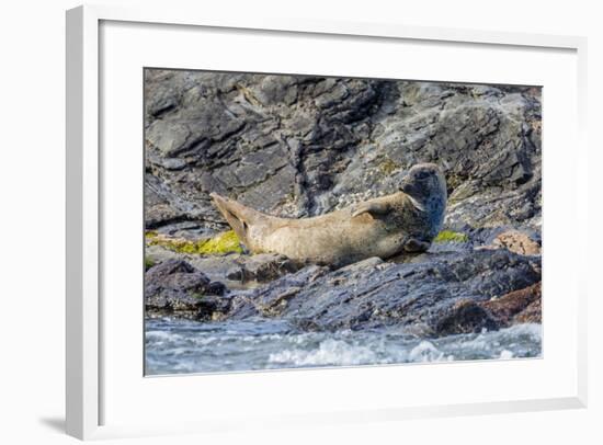 Harbour Seal (Common Seal) (Phoca Vitulina)-Michael Nolan-Framed Photographic Print