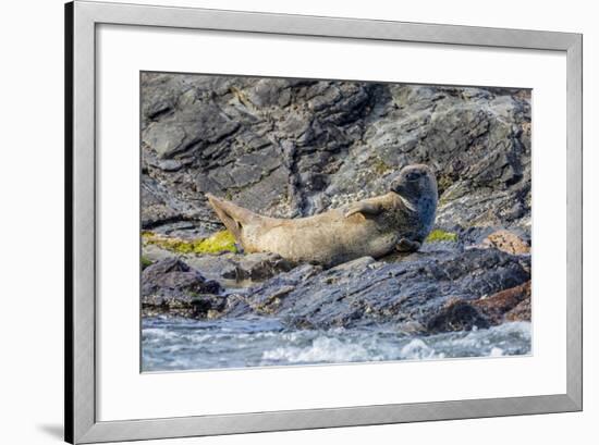 Harbour Seal (Common Seal) (Phoca Vitulina)-Michael Nolan-Framed Photographic Print