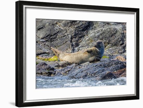 Harbour Seal (Common Seal) (Phoca Vitulina)-Michael Nolan-Framed Photographic Print