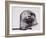 Harbour seal, West Cove-Mark Adlington-Framed Giclee Print