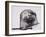 Harbour seal, West Cove-Mark Adlington-Framed Giclee Print