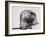 Harbour seal, West Cove-Mark Adlington-Framed Giclee Print