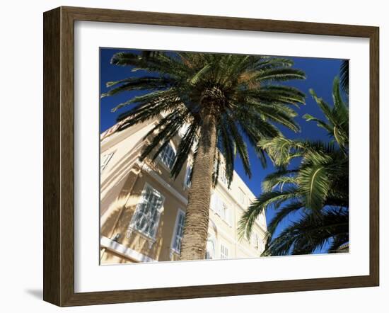 Harbourside Palms, Sanary-Sur-Mer, Var, Cote d'Azur, Provence, France, Europe-Ruth Tomlinson-Framed Photographic Print