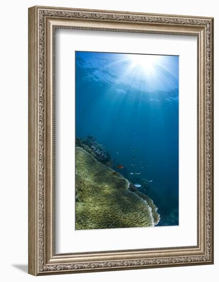 Hard and Soft Coral Landscape Scenic at Thetford Reef on the Great Barrier Reef-Louise Murray-Framed Photographic Print