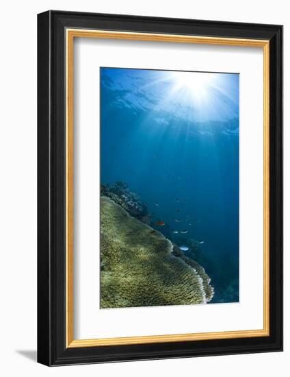 Hard and Soft Coral Landscape Scenic at Thetford Reef on the Great Barrier Reef-Louise Murray-Framed Photographic Print