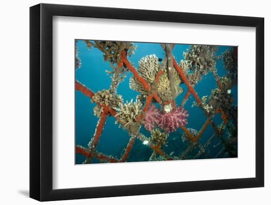 Hard and Soft Corals and Encrusting Sponge on the Structure of Bio-Rock-Franco Banfi-Framed Photographic Print