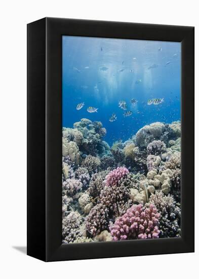 Hard Coral and Tropical Reef Scene, Ras Mohammed Nat'l Pk, Off Sharm El Sheikh, Egypt, North Africa-Mark Doherty-Framed Premier Image Canvas