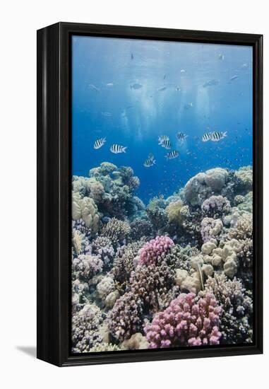 Hard Coral and Tropical Reef Scene, Ras Mohammed Nat'l Pk, Off Sharm El Sheikh, Egypt, North Africa-Mark Doherty-Framed Premier Image Canvas