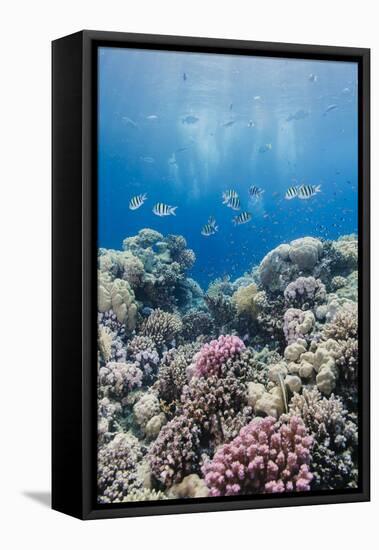 Hard Coral and Tropical Reef Scene, Ras Mohammed Nat'l Pk, Off Sharm El Sheikh, Egypt, North Africa-Mark Doherty-Framed Premier Image Canvas