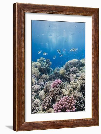 Hard Coral and Tropical Reef Scene, Ras Mohammed Nat'l Pk, Off Sharm El Sheikh, Egypt, North Africa-Mark Doherty-Framed Photographic Print