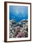 Hard Coral and Tropical Reef Scene, Ras Mohammed Nat'l Pk, Off Sharm El Sheikh, Egypt, North Africa-Mark Doherty-Framed Photographic Print