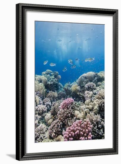 Hard Coral and Tropical Reef Scene, Ras Mohammed Nat'l Pk, Off Sharm El Sheikh, Egypt, North Africa-Mark Doherty-Framed Photographic Print